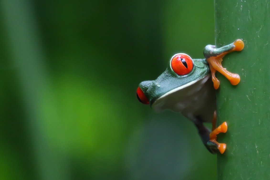 Red-eyed Tree frog pictured in Tortuguero, Costa Rica.